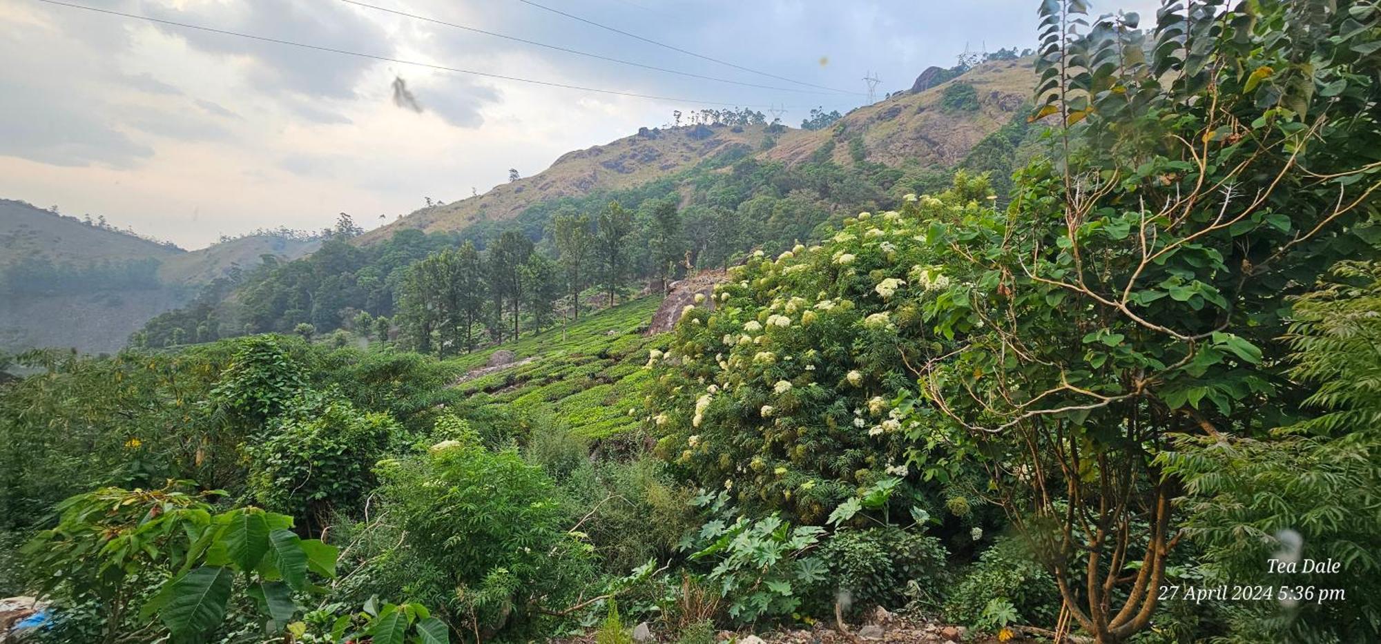 Tea Dale - All Rooms With Tea Estate View Munnar Kültér fotó